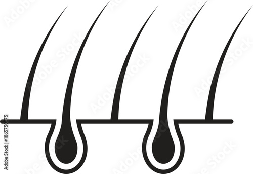 Hair Growth and Follicle Anatomy Vector Icon