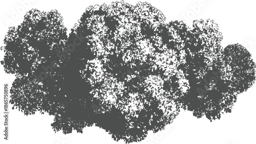 Detailed grayscale of dense foliage and leaves against a white background tree nature botanical