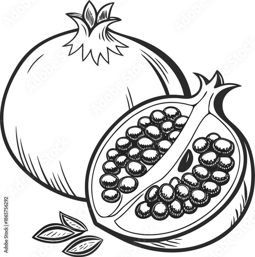 Detailed black and white vector illustration of a pomegranate fruit outline