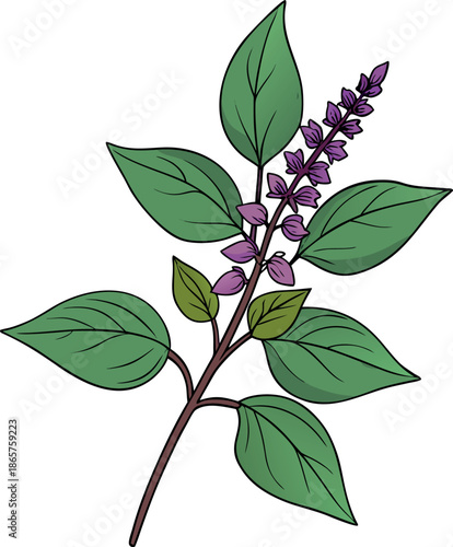 Detailed botanical illustration depicting a sprig of holy basil featuring vibrant green leaves and small purple flower spikes ideal for medicinal herb usage or culinary garnishing drawings