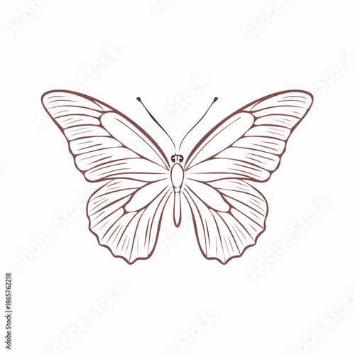 butterfly on white background