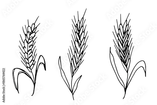 Set of hand drawn cereal wheat oat rye barley rice ears spikelet clipart Organic wheat bread agriculture farming harvest healthy food Single element for design print packaging label decor