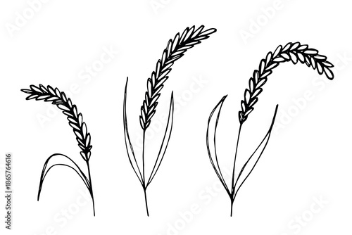 Set of hand drawn cereal wheat oat rye barley rice ears spikelet clipart Organic wheat bread agriculture farming harvest healthy food Single element for design print packaging label decor