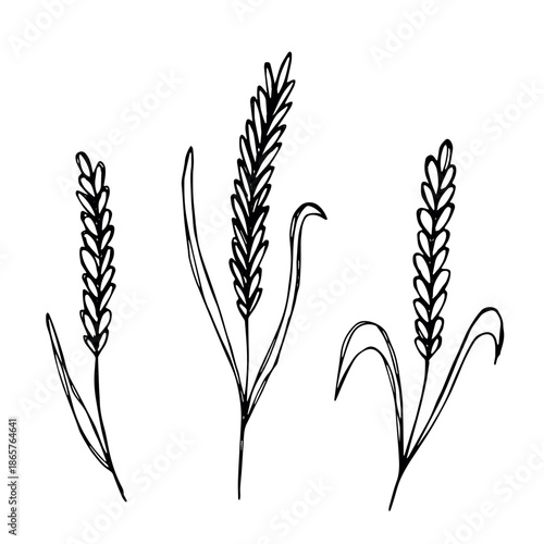 Set of hand drawn cereal wheat oat rye barley rice ears spikelet clipart Organic wheat bread agriculture farming harvest healthy food Single element for design print packaging label decor