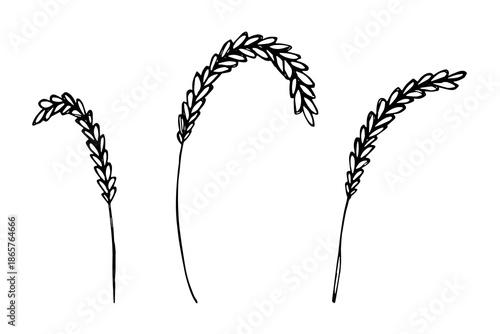 Set of hand drawn cereal wheat oat rye barley rice ears spikelet clipart Organic wheat bread agriculture farming harvest healthy food Single element for design print packaging label decor