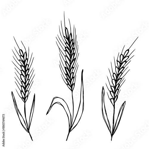 Set of hand drawn cereal wheat oat rye barley rice ears spikelet clipart Organic wheat bread agriculture farming harvest healthy food Single element for design print packaging label decor