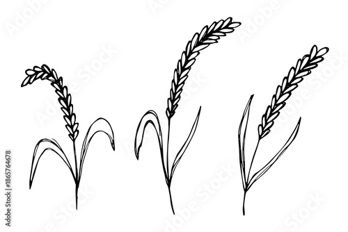 Set of hand drawn cereal wheat oat rye barley rice ears spikelet clipart Organic wheat bread agriculture farming harvest healthy food Single element for design print packaging label decor