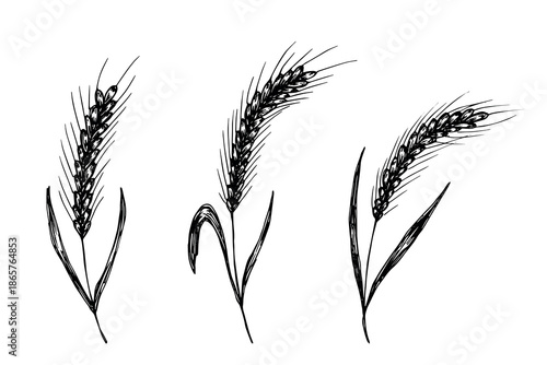 Set of hand drawn cereal wheat oat rye barley rice ears spikelet clipart Organic wheat bread agriculture farming harvest healthy food Single element for design print packaging label decor