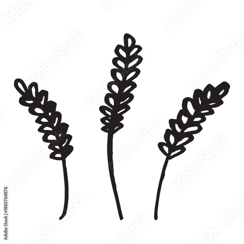 Set of hand drawn cereal wheat oat rye barley rice ears spikelet clipart Organic wheat bread agriculture farming harvest healthy food Single element for design print packaging label decor
