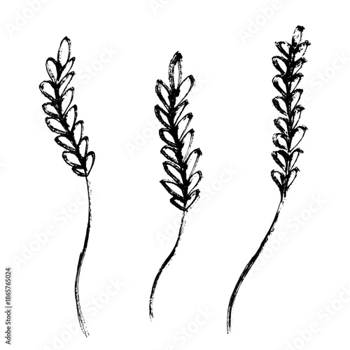 Set of hand drawn cereal wheat oat rye barley rice ears spikelet clipart Organic wheat bread agriculture farming harvest healthy food Single element for design print packaging label decor