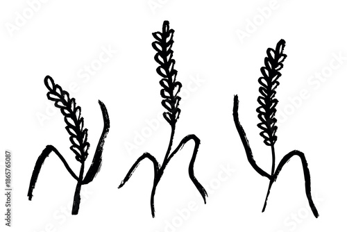 Set of hand drawn cereal wheat oat rye barley rice ears spikelet clipart Organic wheat bread agriculture farming harvest healthy food Single element for design print packaging label decor