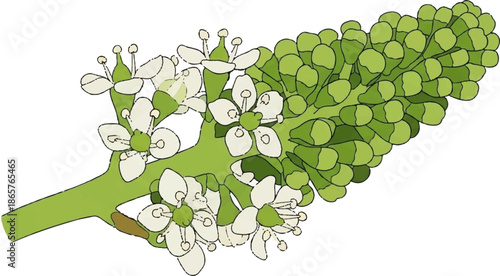 Delicate white flowers bloom on a green stem, with clustered green buds behind them