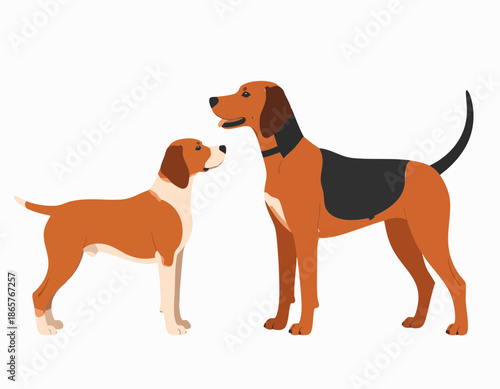 Two Brown Tan and Black Hunting Dogs Standing Together on White Background