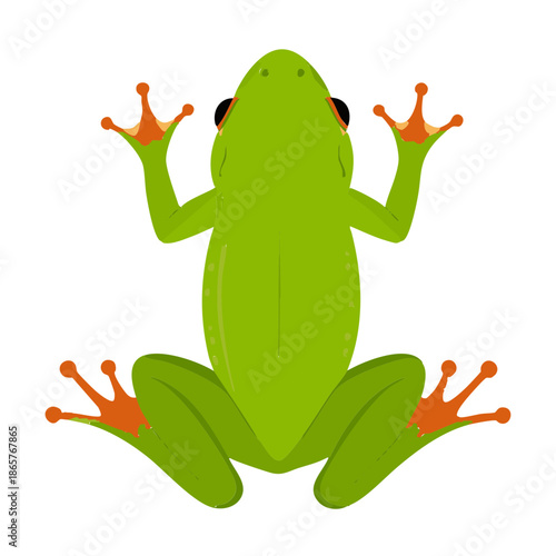 Vibrant Green Tree Frog With Orange Feet Clinging To A White Surface Top Down View