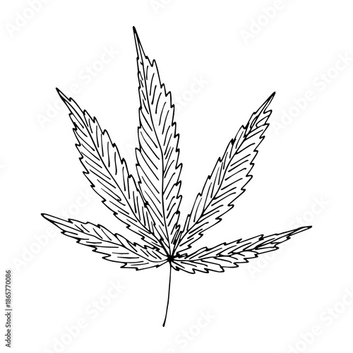 Hand drawn cannabis leaf Medicine marijuana Hemp leaves clipart in doodle style Single element for print, web, design, decor
