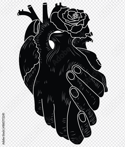 Anatomical heart vector silhouette icon.heartbeat, cardiovascular, anatomy, medical, health, cardiology illustration, biology, organ, human heart. Human Heart, Cardiac Muscle Line .Unique heart icon.