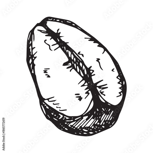 Hand drawn fresh roasted coffee bean Arabica robusta seed doodle Single element for print, web, design, decor