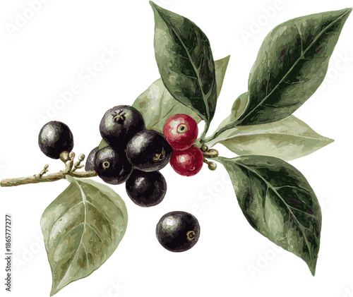 A coffee plant branch with black and red berries, in clip art style, isolated on a white background
