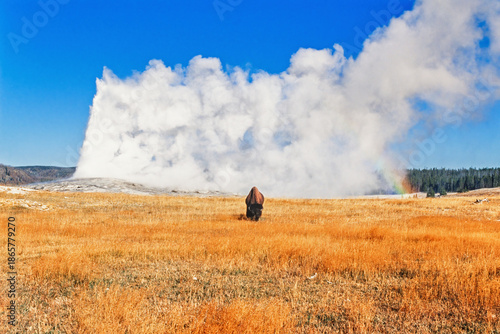 American Bison in front of Old faithful geyser in Yellowstone national park