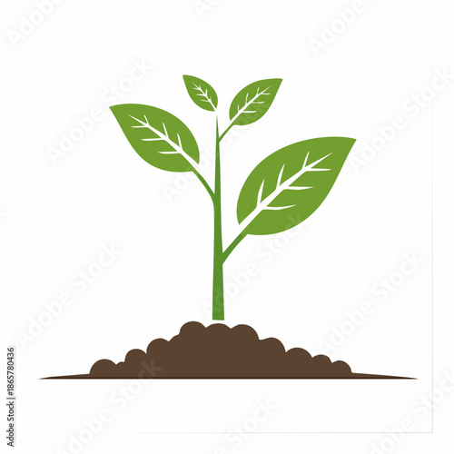 plant growing from soil