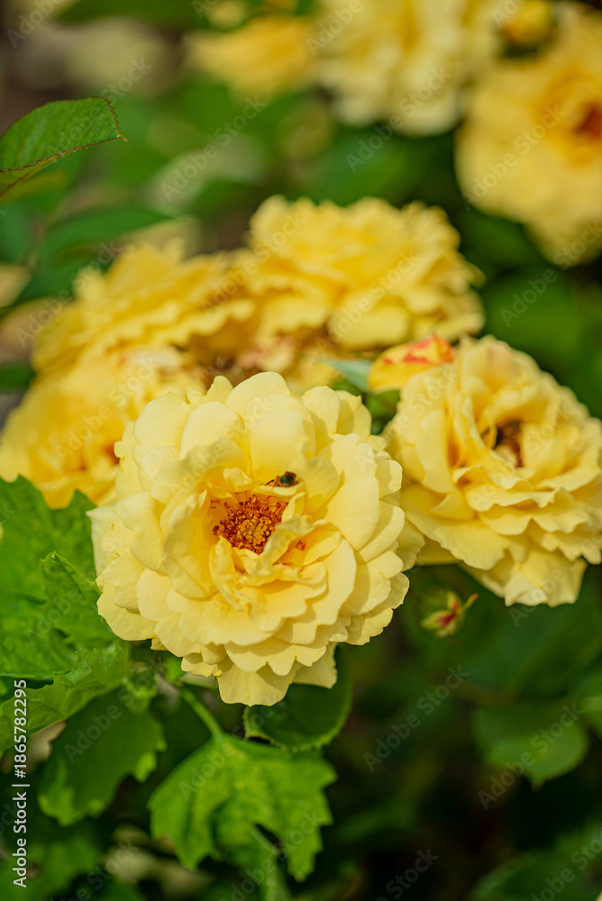 Fototapeta premium Yellow roses bloom among lush green leaves, filling the air with sweet beauty