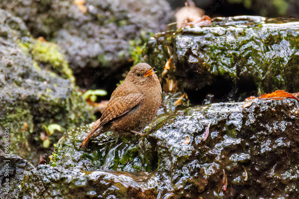 Obraz premium 水浴びするミソサザイ, Eurasian Wren, Troglodytes troglodytes, ミソサザイ科,山梨県富士吉田市大洞の水場-2025 山中湖の別荘地内にある水場。 崖から美しい清水が湧くポイントで、古くから登山者が水を飲んだり、野鳥が水浴びをしたりする。 