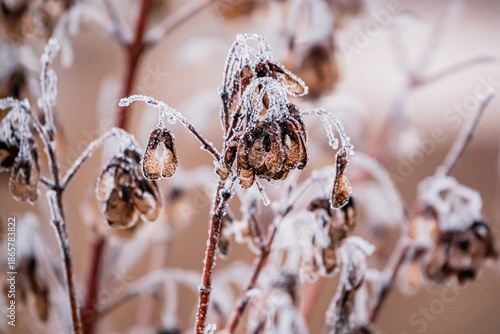 Photos Frozen droplets linger on dried flowers, showcasing nature's artistry in a quiet