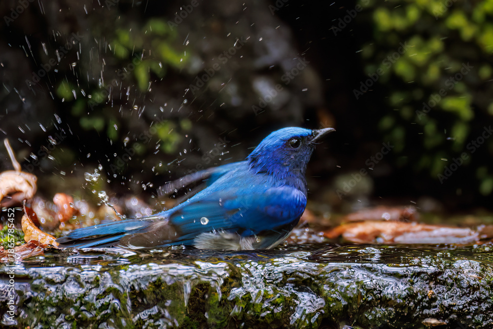青い鳥 Images – Browse 11,110 Stock Photos, Vectors, and Video