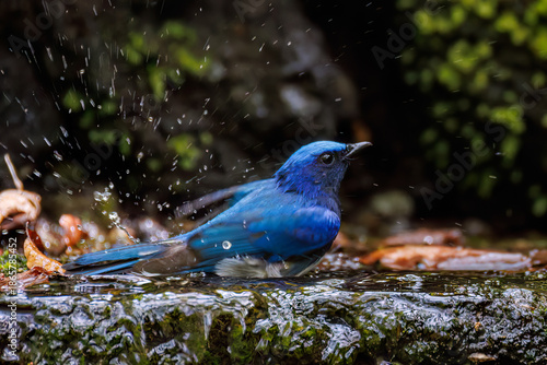 青い鳥 Images – Browse 11,110 Stock Photos, Vectors, and Video