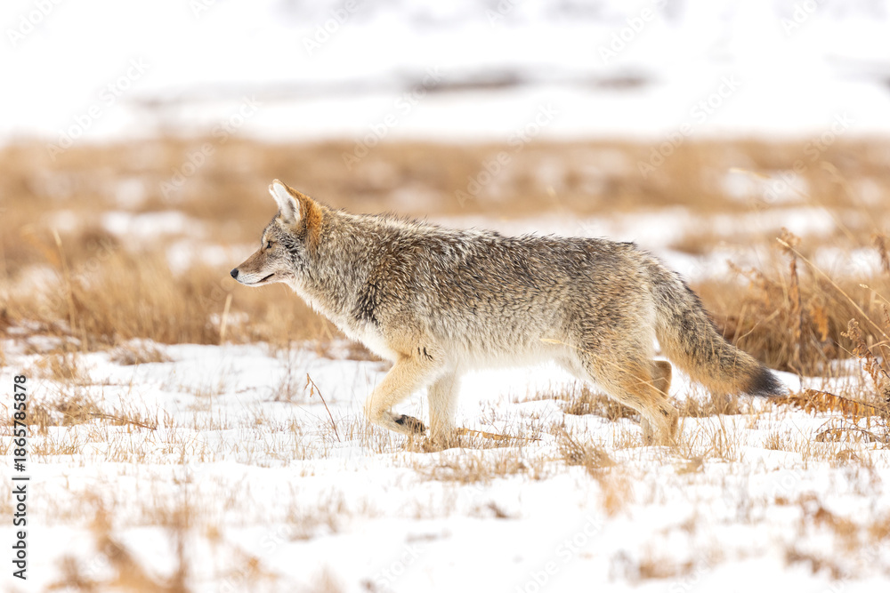 Fototapeta premium Coyote Walking Through a Snowy Field