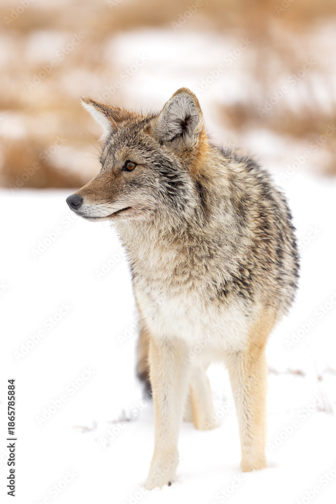 Fototapeta premium Coyote Looking Off Towards the Horizon