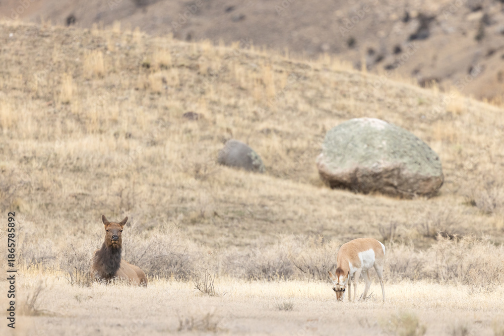 Naklejka premium Pronghorn and Elk in a Field