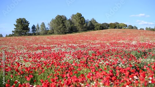 Wallpaper Mural Spring Nature Background with Red Poppies Torontodigital.ca
