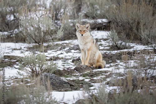 Quadro em tela Coyote Sitting In Snowy Yellowstone Scene With Sagebrush And Roc