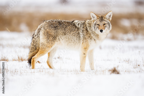 Coyote Stands in Snowy Field, Alert Canis latrans in Winter Land © Cavan