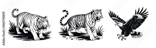 Powerful wild animals including two majestic striped tigers and a soaring eagle in flight, perfect for wildlife themed branding, adventurous prints, or nature conservation projects.