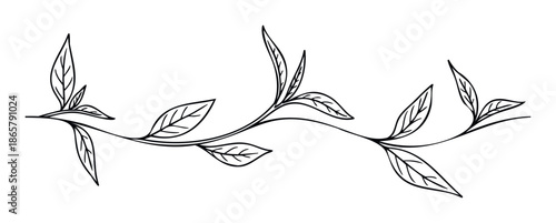 Elegant botanical line drawing of a delicate leafy branch, perfect for creating organic borders, wedding invitations, branding elements, or natureinspired graphic designs for various