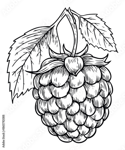 Detailed line drawing of a ripe raspberry with textured skin and two serrated leaves on a stem, perfect for food packaging, recipe books, or natural product labels.