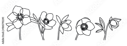 Line drawing collection of hellebore flowers, also known as Christmas rose or Lenten rose, depicting various bloom stages for natural gardening and botanical study publications and apparel.