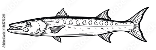Predatory barracuda fish drawing for ocean wildlife themes or fishing adventure designs and marine ecosystem educational materials