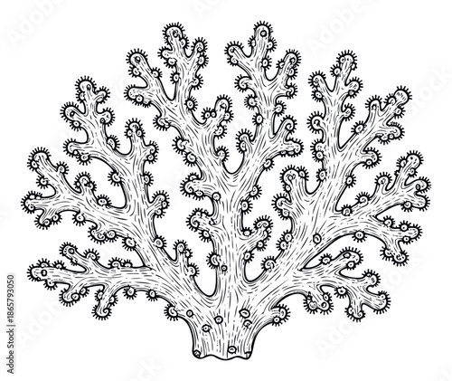 Intricate black and white oceanic organism drawing with a branching structure resembling underwater flora, ideal for aquatic themed decor, biological studies, or nature inspired graphic