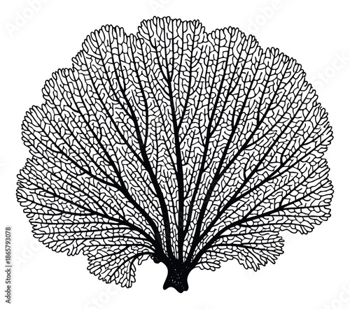 Graphic depiction of a branching sea fan coral forming an intricate network, ideal for ocean life themed projects, educational materials, or decorative applications.