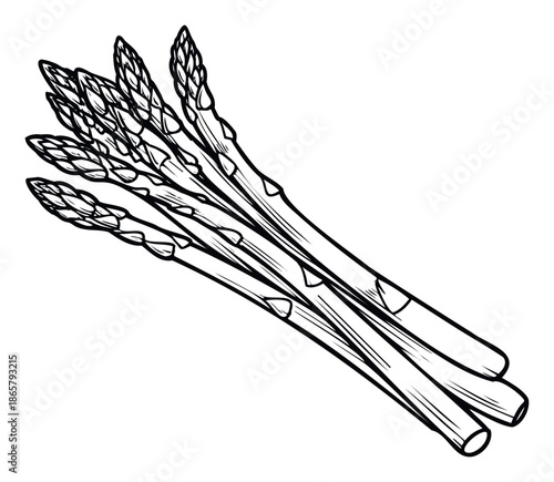 Detailed line drawing of fresh green asparagus spears, perfect for illustrating healthy recipes, gourmet cooking guides, or springtime food promotions for culinary applications.