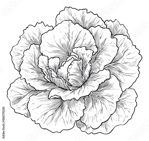 Detailed line drawing of a fresh leafy green vegetable, resembling cabbage or lettuce, perfect for culinary inspired resources, organic food branding, or botanical themed images