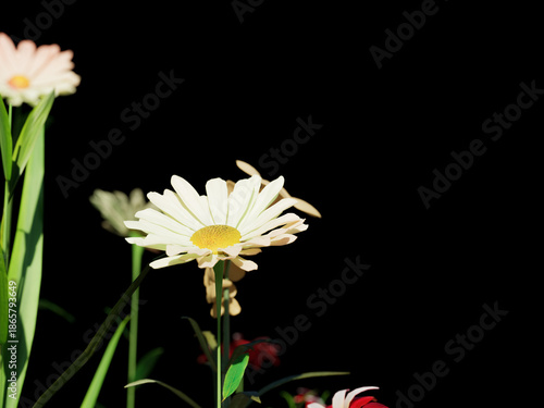 Single daisy flower glowing against black background