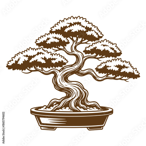Vintage Bonsai tree in a pot with a twisted trunk and branches  a traditional Japanese art form  isolated on white background