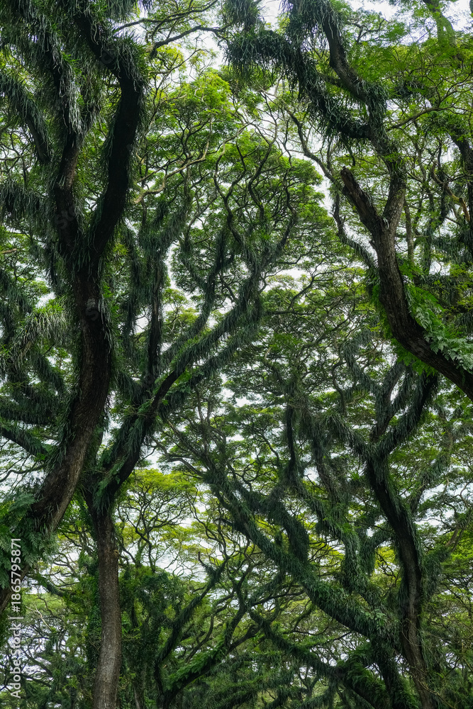 Obraz premium De Djawatan Forest is a popular tourist destination in Banyuwangi. It offers the beauty of tall trembesi trees that stretch upwards, forming a cave-like shape. 