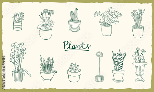 ornamental plants - illustration sketch hand drawn doodle collection set