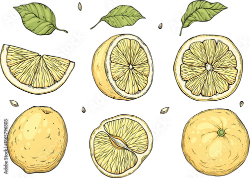 Set Sketch lemonade. Summer cold drinks, hand drawn yellow lemons slices and leaves. Glass of lemonade with ice vector illustration set. Drink fruit lemonade graphic, juice and mint leaf