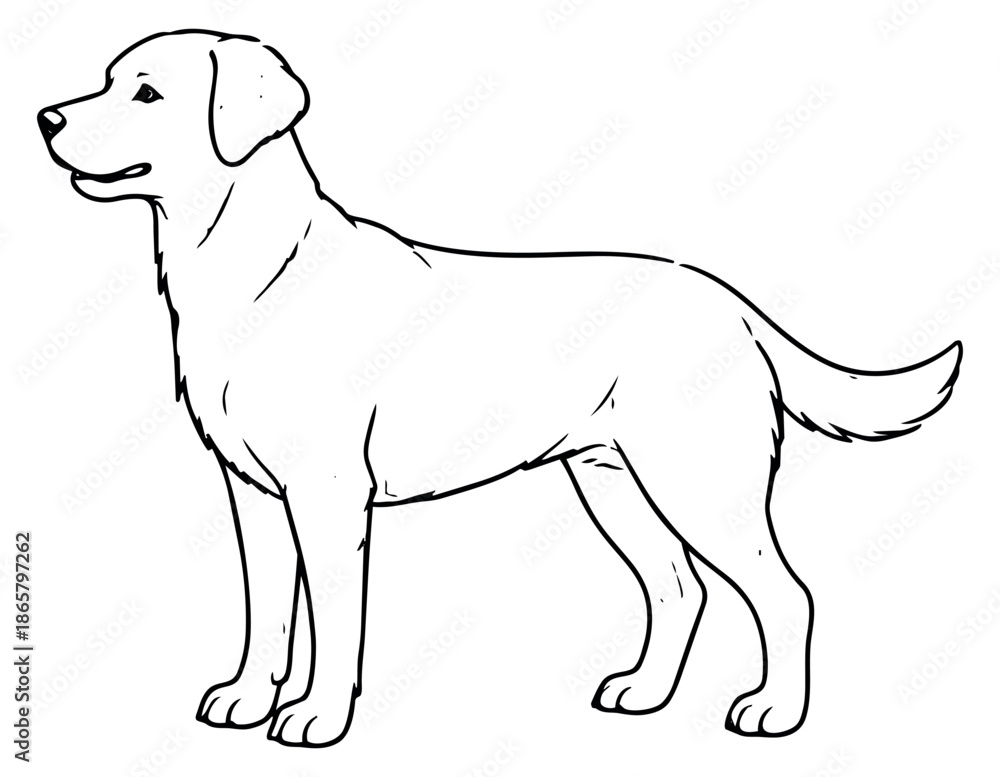 Obraz premium Hand drawn line art illustration of a labrador dog depicting standing in profile for pet related designs